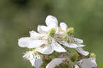 Northern dewberry